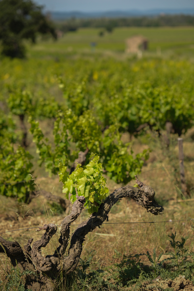 Vignes cultivées en bio en cotes du rhone