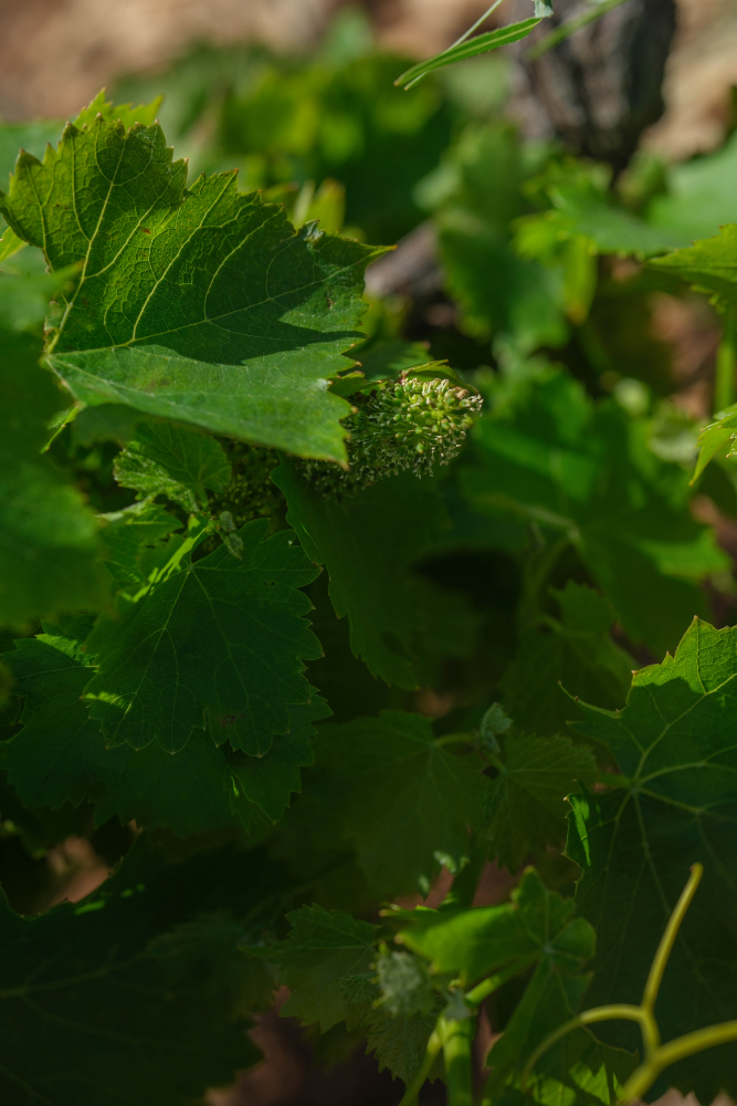 les terroirs de la vallee du rhone